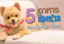 อาหารสุนัข