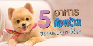 อาหารสุนัข