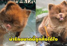 เรื่องราวชีวิตสุดดราม่าของ ปอมเมอเรเนี่ยน ที่ถูกทิ้ง