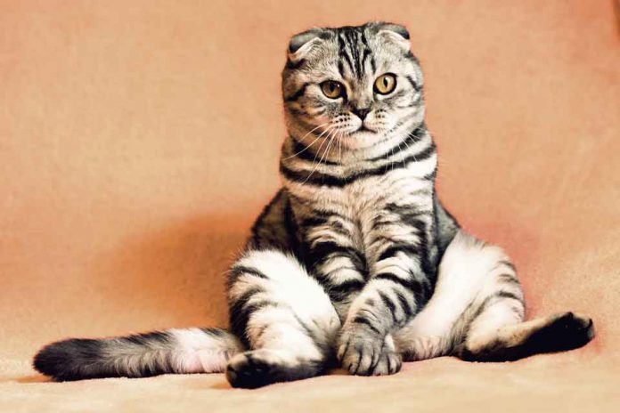 cat-2934720_960_720