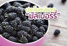 มัลเบอรี่ มีประโยชน์ต่อร่างกาย …ที่คุณอาจยังไม่รู้ !!!