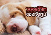 สุนัขแสนรู้
