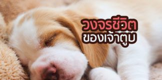 สุนัขแสนรู้