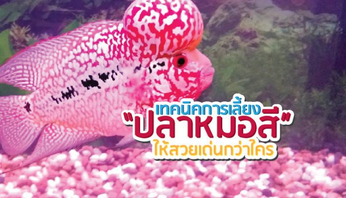 cover-9-696x398
