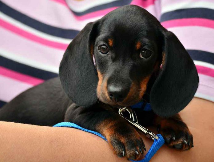 dachshund-1519374_960_720 หูสุนัข