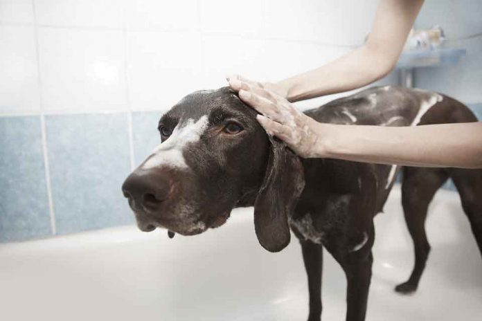 dog-bath สุนัข