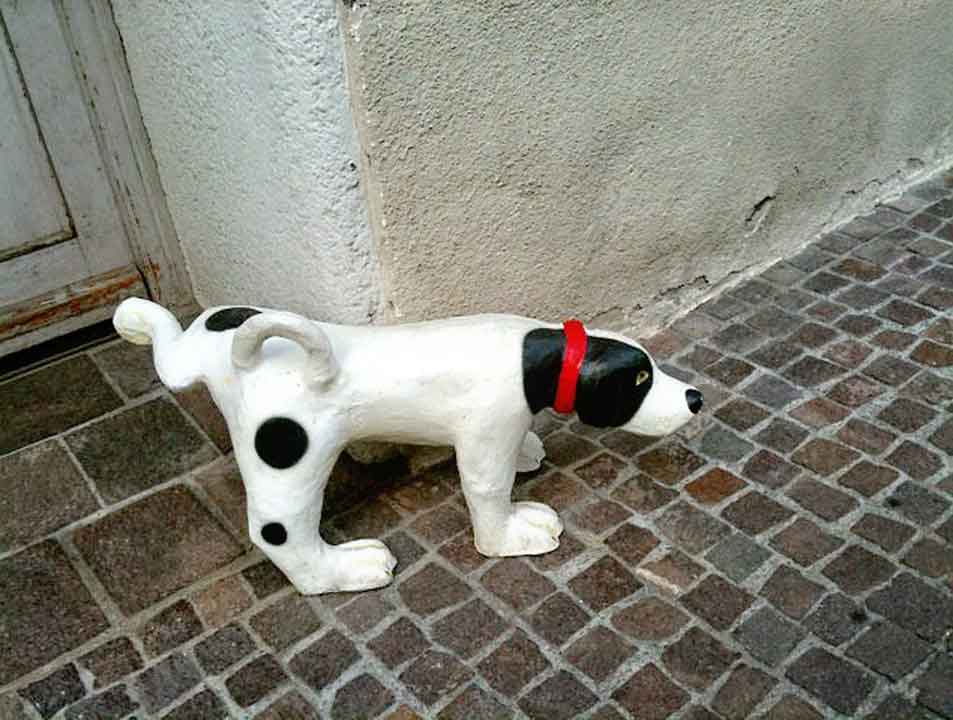 ฝึกหมา