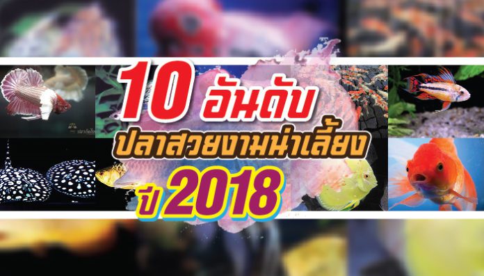 ปลาสวยงาม-696x397