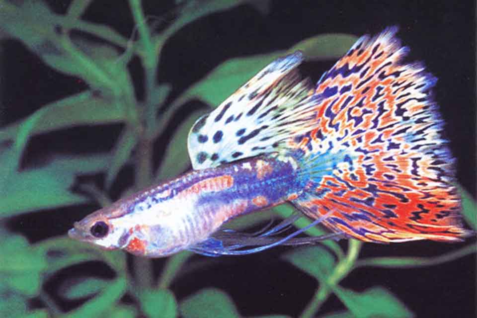 ปลาสวยงาม