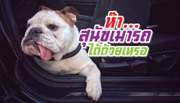 สุนัข-เมารถได้ด้วยเหรpppppppอ-696x398 (1)