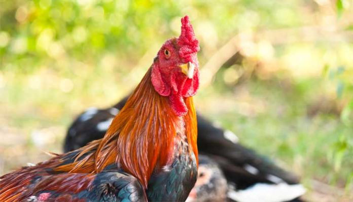ไก่ชน-696x398