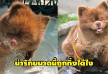 เรื่องราวชีวิตสุดดราม่าของเจ้าปอมถูกทิ้ง