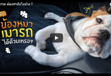 หมาเมารถ ต้องทำยังไงบ้าง ?