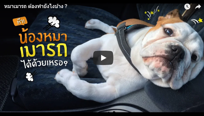หมาเมารถ