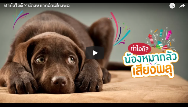 น้องหมากลัวเสียงพลุ