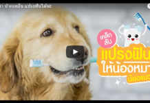 น้องหมา ปากเหม็น แปรงฟันได้นะ