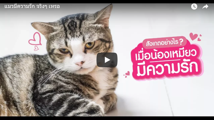 แมวมีความรัก