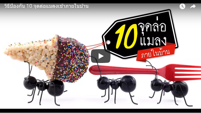 จุดล่อแมลงในบ้าน