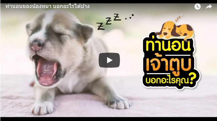 ท่านอนของน้องหมา