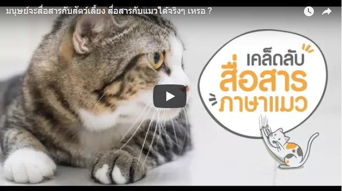 สื่อสารกับสัตว์เลี้ยง