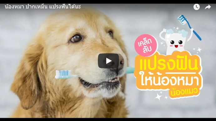 แปรงฟันน้องหมา