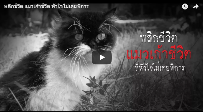 จ๊ะเอ๋แมวเก้าชีวิต