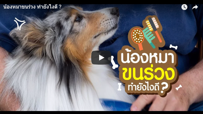 น้องหมาขนร่วง